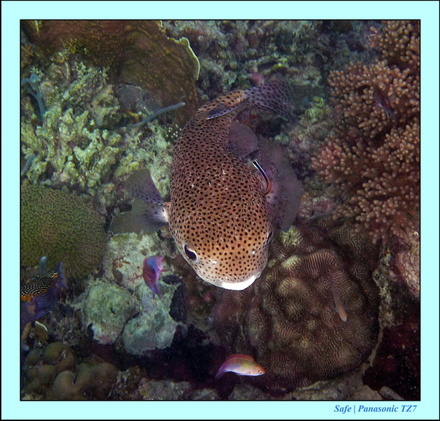 2011 - 08 - Borneo - Mataking 66